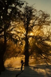 Silhouette of Tree on Snow Covered Ground With Sunset Peeking Through Branches